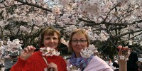 Весна в Японии на Diamond Princess с 15.03.19 - Туристическая компания "Гольфстрим"