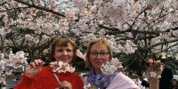 Весна в Японии  с 15.03.19 - Туристическая компания "Гольфстрим"