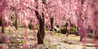 Весна в Японии на Diamond Princess с 20.04.20 - Туристическая компания "Гольфстрим"