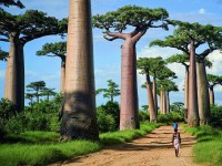 Мадагаскар - Туристическая компания "Гольфстрим"